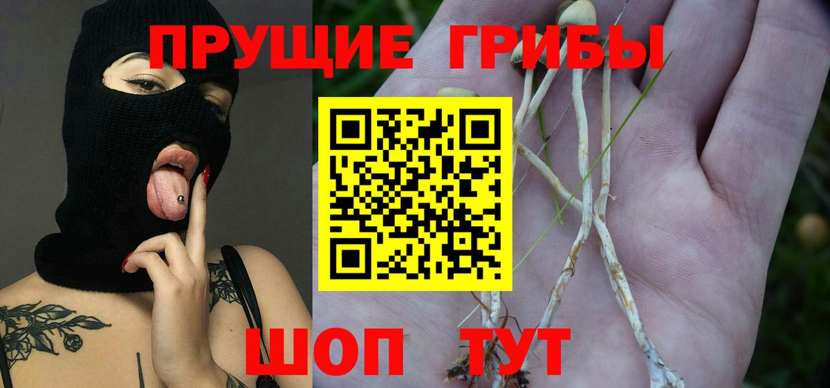 Псилоцибиновые грибы Psilocybine cubensis Кострома
